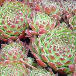 Sempervivum - Dachwurz - Hauswurz